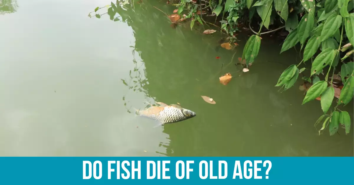 The Aging Process in Fish