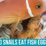 Reasons Why Snails Eat Fish Eggs
