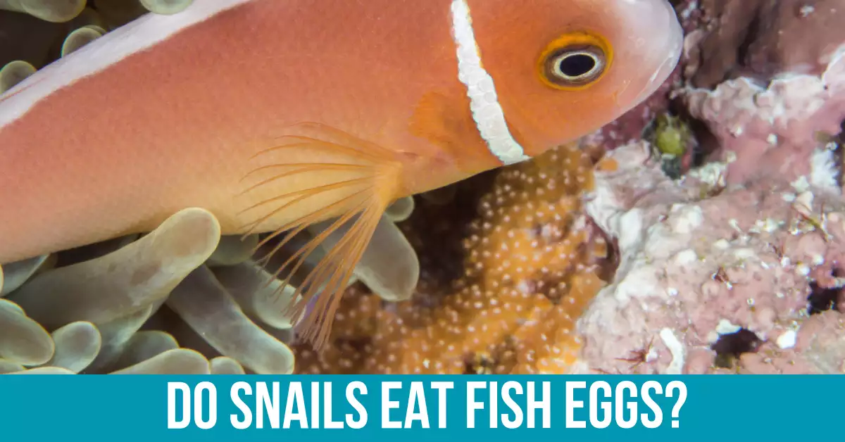 Reasons Why Snails Eat Fish Eggs