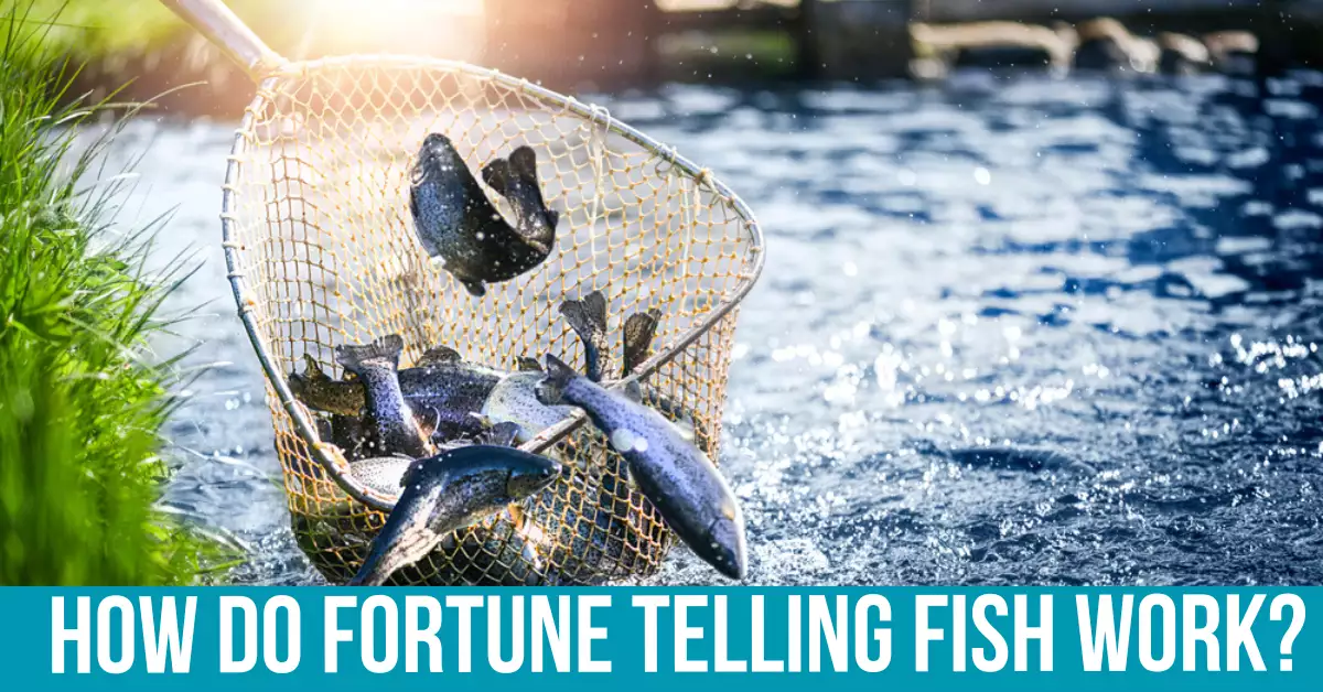 The Origins of Fortune Telling Fish
